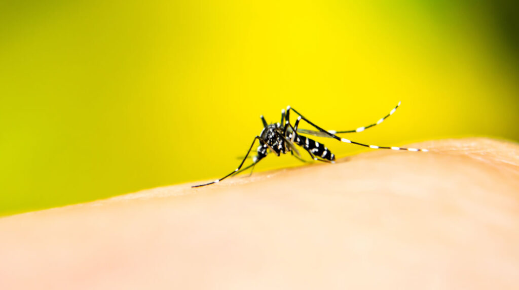 Insecto De Ropa Cuáles son los colores de ropa que más atraen a los mosquitos ...